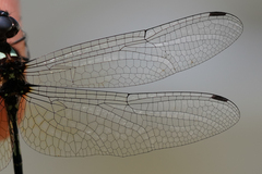 Macrothemis pseudimitans