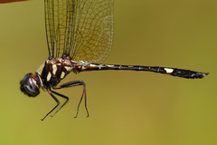 Macrothemis pseudimitans