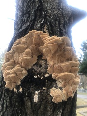 Irpiciporus