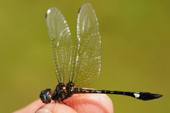 Macrothemis pseudimitans