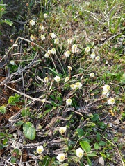 Cassiope tetragona
