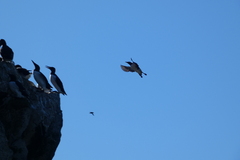 Uria aalge hyperborea