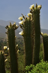 Trichocereus chiloensis chiloensis