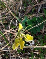 Astragalus umbellatus