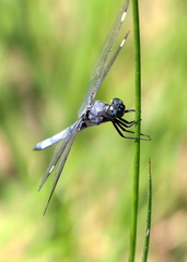 Libellula cyanea