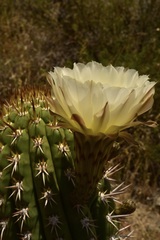 Trichocereus chiloensis chiloensis