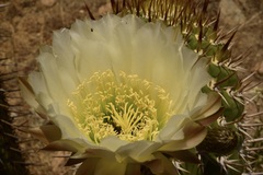 Trichocereus chiloensis chiloensis