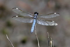 Libellula cyanea