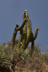 Trichocereus chiloensis chiloensis