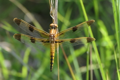 Libellula semifasciata