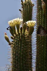 Trichocereus chiloensis chiloensis