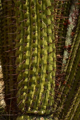 Trichocereus chiloensis chiloensis