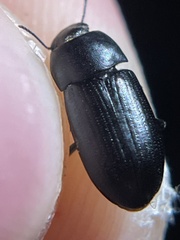 Opatrini
