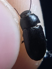 Opatrini