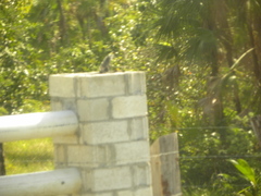 Ctenosaura similis