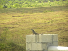 Ctenosaura similis