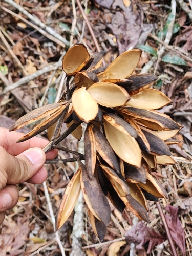 Ladenbergia hexandra