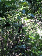 Pterorhinus chinensis