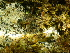 Parablennius tasmanianus