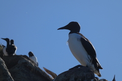 Uria aalge hyperborea