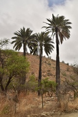 Jubaea chilensis