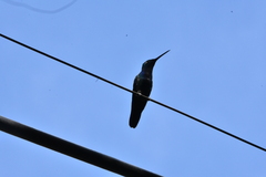 Anthracothorax nigricollis