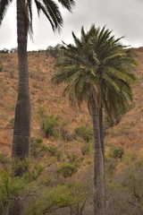 Jubaea chilensis
