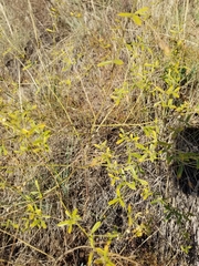 Pediomelum tenuiflorum