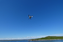 Uria aalge hyperborea