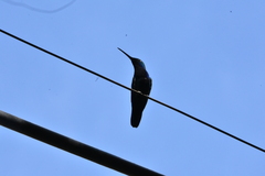 Anthracothorax nigricollis