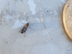 Keroplatidae