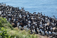 Uria aalge hyperborea