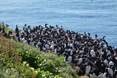 Uria aalge hyperborea