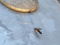 Keroplatidae