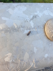 Keroplatidae