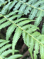 Cyathea australis