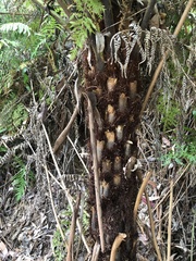 Cyathea australis