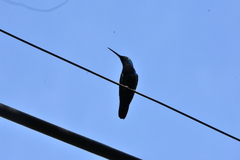 Anthracothorax nigricollis