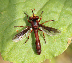 Physocephala burgessi