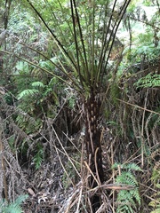 Cyathea australis