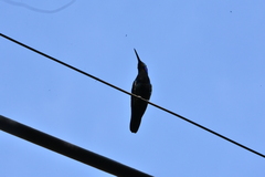 Anthracothorax nigricollis