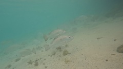 Lutjanus argentimaculatus