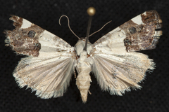 Tarache toddi