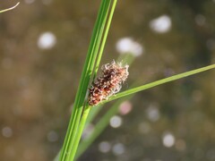 Carex pellita