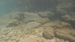 Lutjanus argentimaculatus