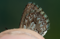 Zizina oxleyi