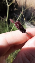 Eryngium ebracteatum