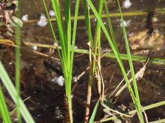 Carex pellita