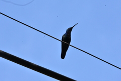 Anthracothorax nigricollis