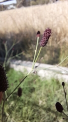 Eryngium ebracteatum